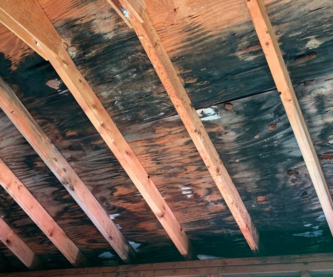 Mold Remediation & Cleaning